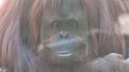 Na Argentina, orangotango também é gente