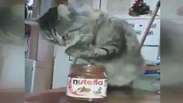 Gato é flagrado se deliciando com pote de Nutella
