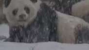 Fofura! Filhote de panda brinca na neve e vira hit na web