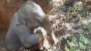 Elefante consegue 'escalar' poço na China