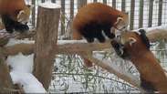 Pausa para fofura! Pandas vermelhos aproveitam neve nos EUA