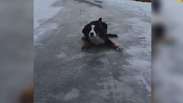 Cachorro aprende da pior maneira a não correr na neve