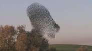 Imagens captam 'nuvem dançante' de pássaros em Israel