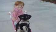 Menina passeia com seu cachorro "cansado" em carrinho