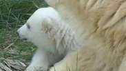 Filhote urso polar nascido na Riviera é apresentado ao público