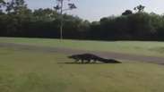 Inusitado! Aligátor interrompe jogo de golfe na Flórida