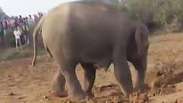 Mamãe elefante tenta desesperada resgatar filhote em poço