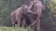 Que fofo! Mãe elefante e filhote se reencontram após três anos