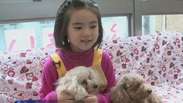 Japão cria lojas especializadas em cão de aluguel
