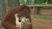 Orangotango adota filhotes de tigre