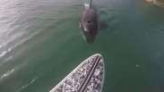 Orca curiosa chega perigosamente perto de stand-up paddle