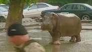 Animais fogem de zoo após enchente na Geórgia