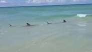 Tubarões são vistos em águas rasas em praia na Flórida