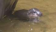 Cuti-cuti! Vídeo de filhote de hipopótamo faz sucesso na web