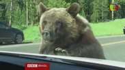 Família filma encontro com urso em ‘parque do Zé Colmeia’