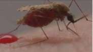 O momento da picada: veja mosquito da malária em ação