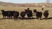 Música 'Royals', da cantora Lorde, hipnotiza vacas