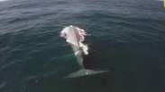 Apresentador é surpreendido por baleia azul durante filmagem