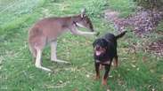 Homem mostra amizade entre seu cão e um canguru