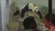 Panda dá à luz dois filhotes no zoológico de Washington