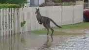 Canguru surpreende ao pular sobre as águas na Austrália