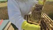 Polícia investiga onda de roubo de abelhas no País de Gales
