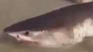 Banhistas tentam salvar tubarão que encalhou em praia
