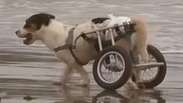 Cães deficientes vão à praia no Peru