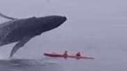 Baleia se lança sobre caiaque em baía da Califórnia