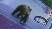 Buldogue francês espanta ursos que invadiram casa nos EUA