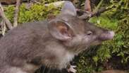 Espécie de rato com nariz de porco é descoberta na Indonésia