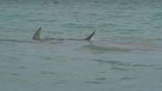 Brasileiro registra ataque de tubarão em Miami