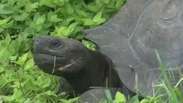 Descoberta nova espécie de tartaruga gigante em Galápagos