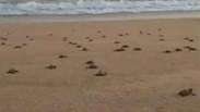 Pesquisadores liberam centenas de tartarugas em área do litoral sem lama