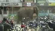 Elefante fujão causa pânico na Índia