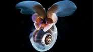 Cientistas desvendam 'voo' misterioso de caramujo marinho