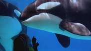 SeaWorld deixará de usar Orcas em suas atrações após 60 anos