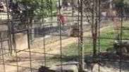 Mulher pula cerca e entra em jaula de tigre para recuperar boné