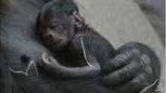 Bebê gorila nasce ‘de surpresa’ em zoológico