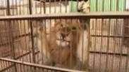 Após serem resgatados de circos sul-americanos, 34 leões irão de avião à África