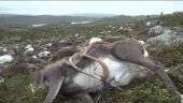 Relâmpagos matam mais de 300 renas de uma só vez na Noruega