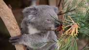 Borboleta invade gravação e faz 'amizade improvável' com coala
