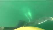 Família chilena salva baleia jubarte presa em rede de pesca