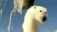 Câmera em colar de urso polar dará pistas de como aquecimento está mudando seu cotidiano