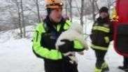 Salvamento de cães anima equipes que buscam vítimas de avalanche na Itália