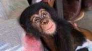 O resgate de bebê chimpanzé órfão que seria vendido como mascote por traficantes