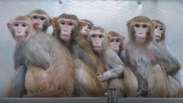 Anticoncepcional masculino é aprovado em teste em macacos
