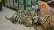 Filhotes orfãos de tigre 'adotam' mãe de pelúcia