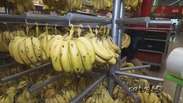 Preço da banana nos supermercados começa a baixar
