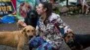 'Terra dos vira-latas': o santuário com uma centena de cães para cada humano